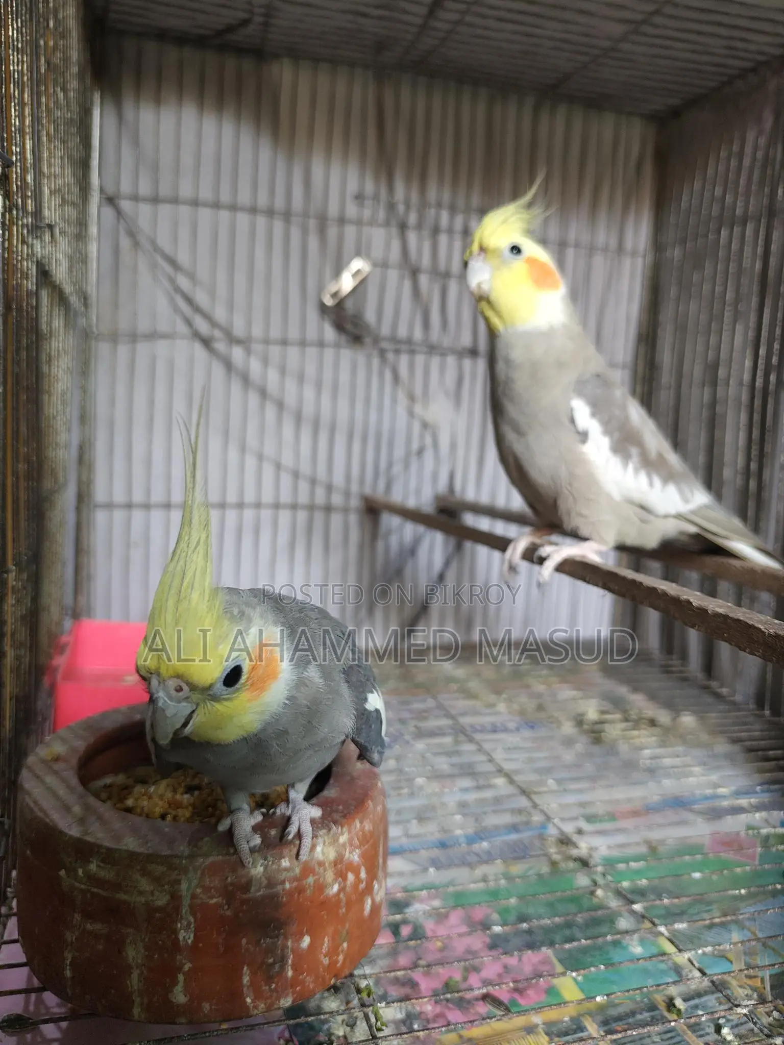 Cockatiel birds for sale