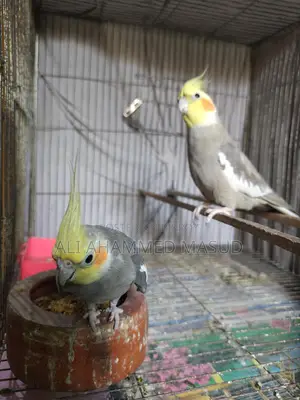 Cockatiel birds for sale