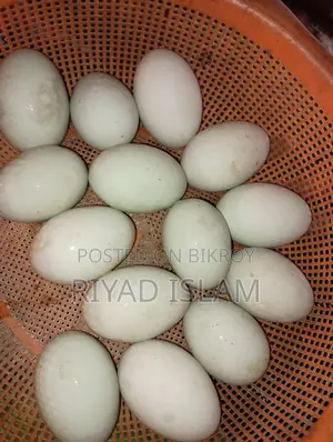 Pure Campbell Duck Hatching Eggs