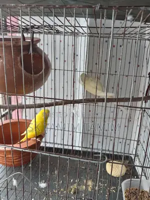Lovebird with Three Chicks
