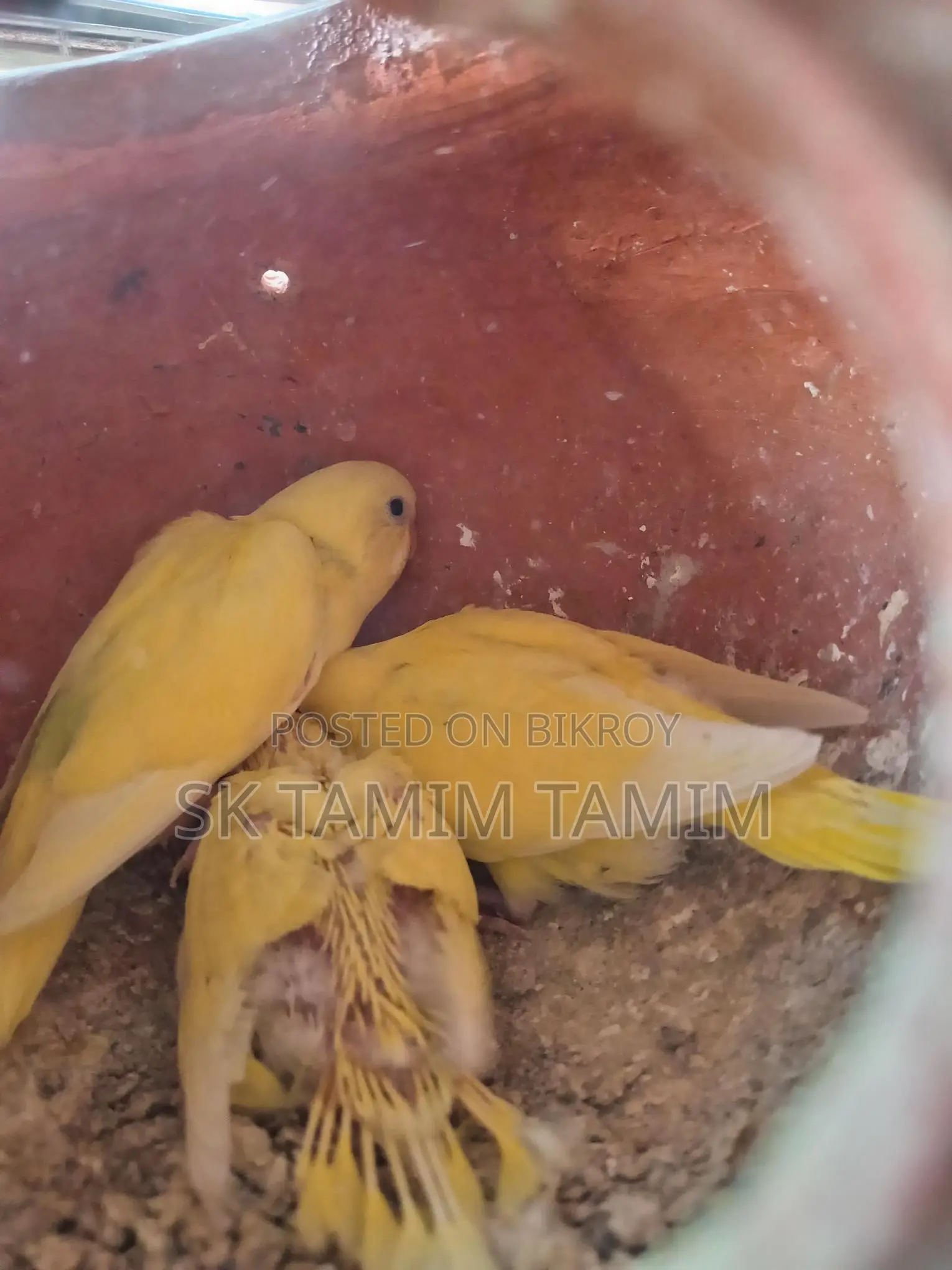 Lovebird with Three Chicks
