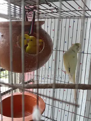 Lovebird with Three Chicks