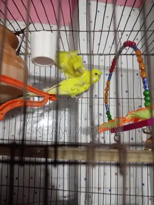 Japanese Budgerigar