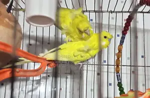 Japanese Budgerigar