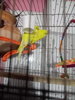Japanese Budgerigar