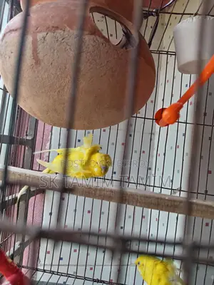 Japanese Budgerigar