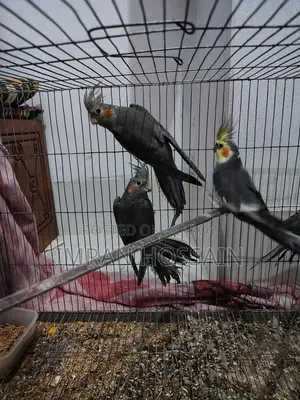 Cockatiel birds for sale