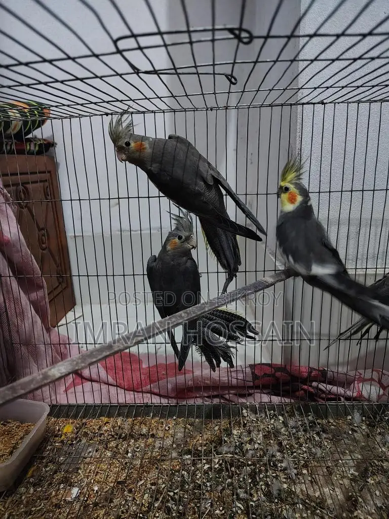 Cockatiel birds for sale