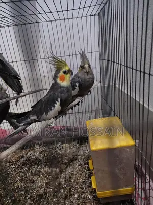 Cockatiel birds for sale