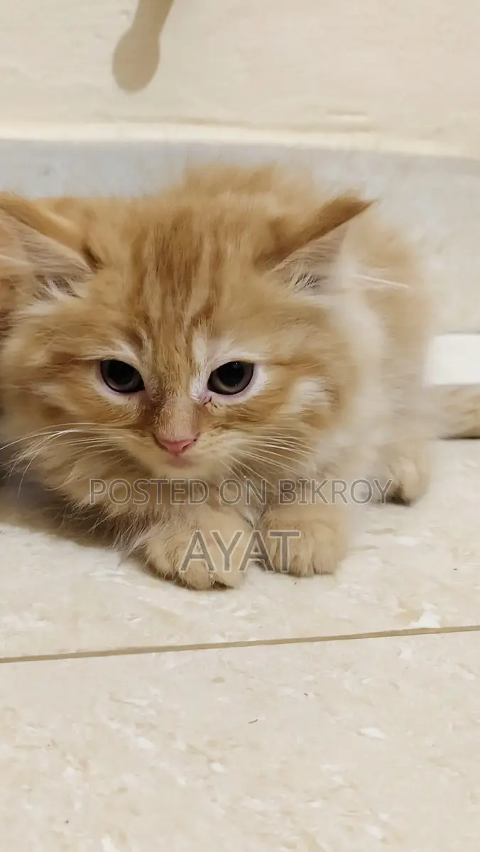 Persian Cat