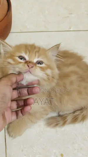 Persian Cat