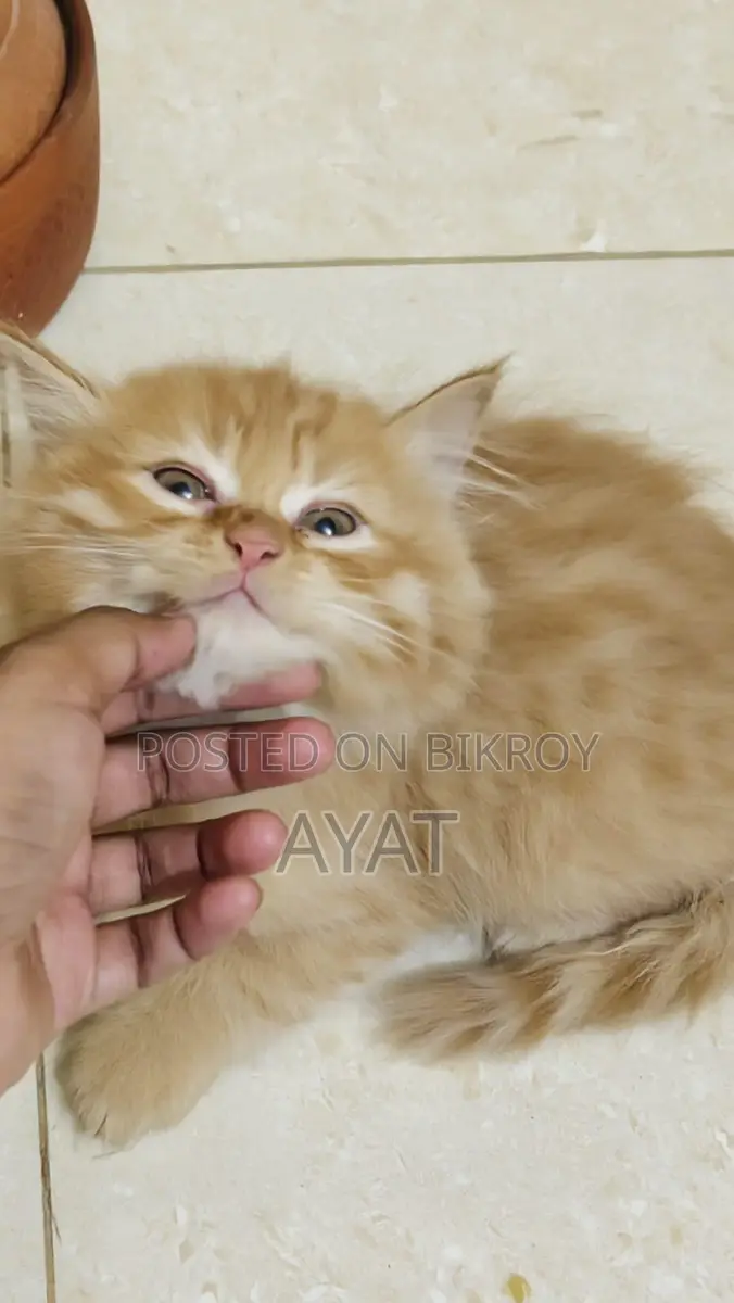 Persian Cat