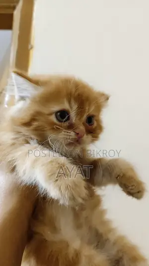 Persian Cat