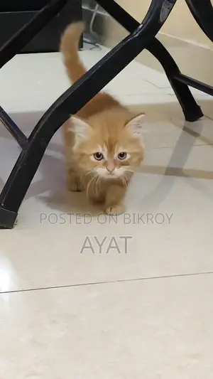 Persian Cat