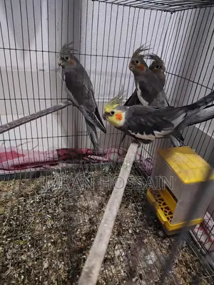 Cockatiel birds for sale