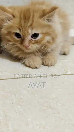 Persian Cat
