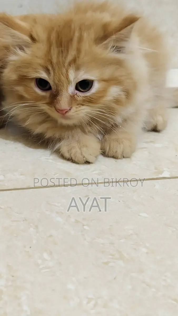 Persian Cat