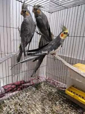 Cockatiel birds for sale