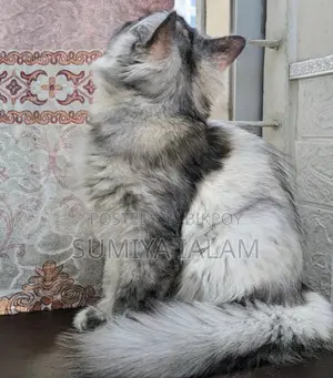 পার্সিয়ান বিড়ালছানা