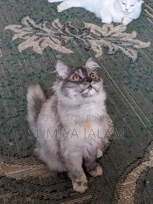 পার্সিয়ান বিড়ালছানা