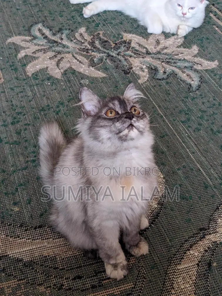 পার্সিয়ান বিড়ালছানা