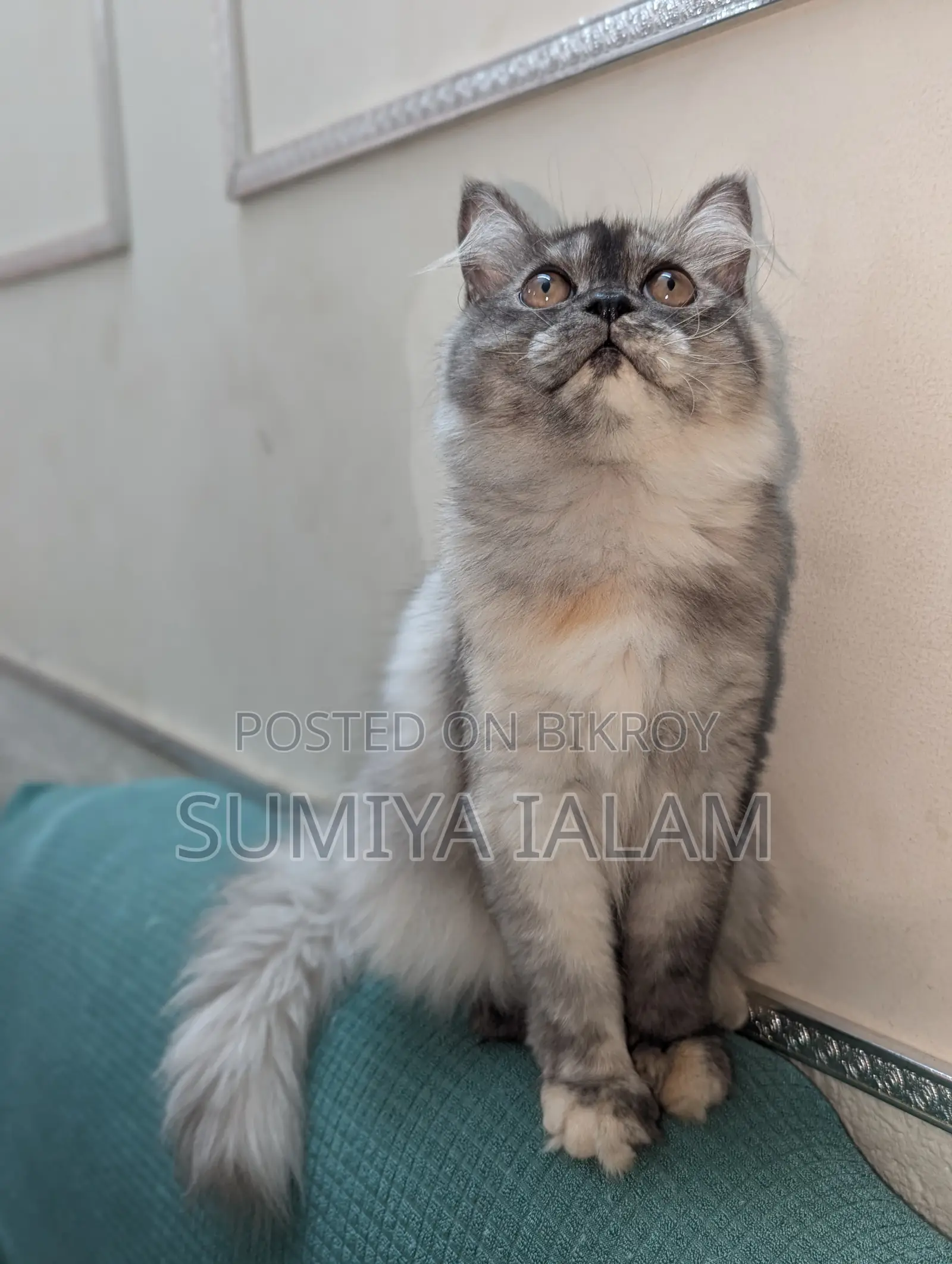 পার্সিয়ান বিড়ালছানা