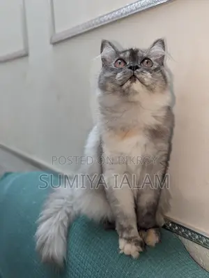 পার্সিয়ান বিড়ালছানা