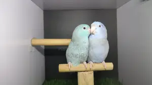 Forpus Breeding Pair