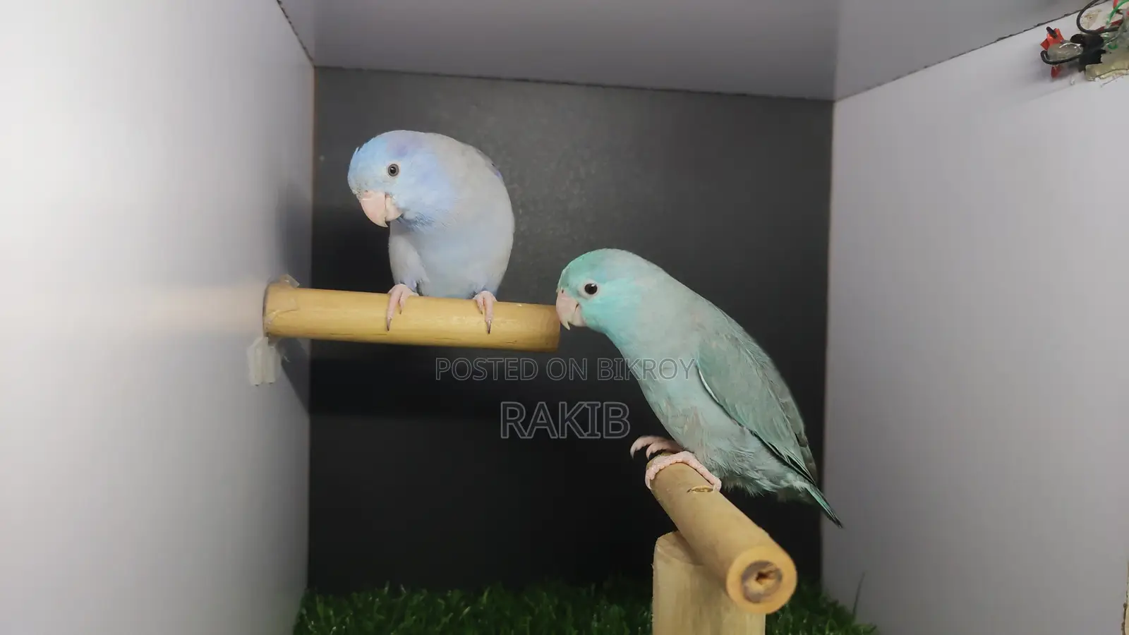 Forpus Breeding Pair