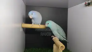 Forpus Breeding Pair