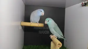 Forpus Breeding Pair