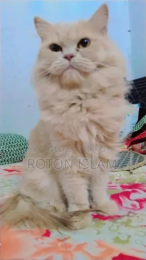 ট্রিপল কোর পার্শিয়ান ক্যাট মেল এন্ড ফিমেল