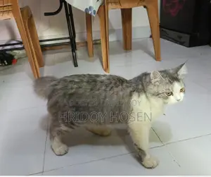 পার্সিয়ান মিক্স বিড়াল