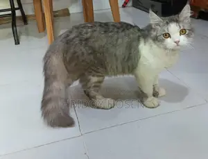 Persian Mix Cat