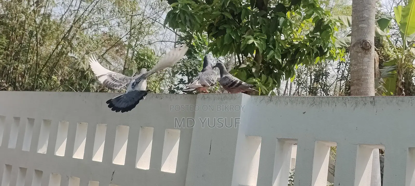 রেসার কবুতর