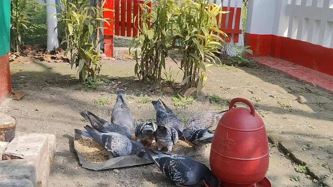 রেসার কবুতর