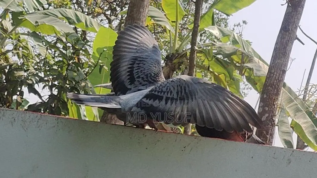 রেসার কবুতর
