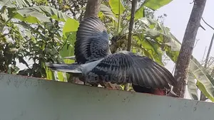 রেসার কবুতর