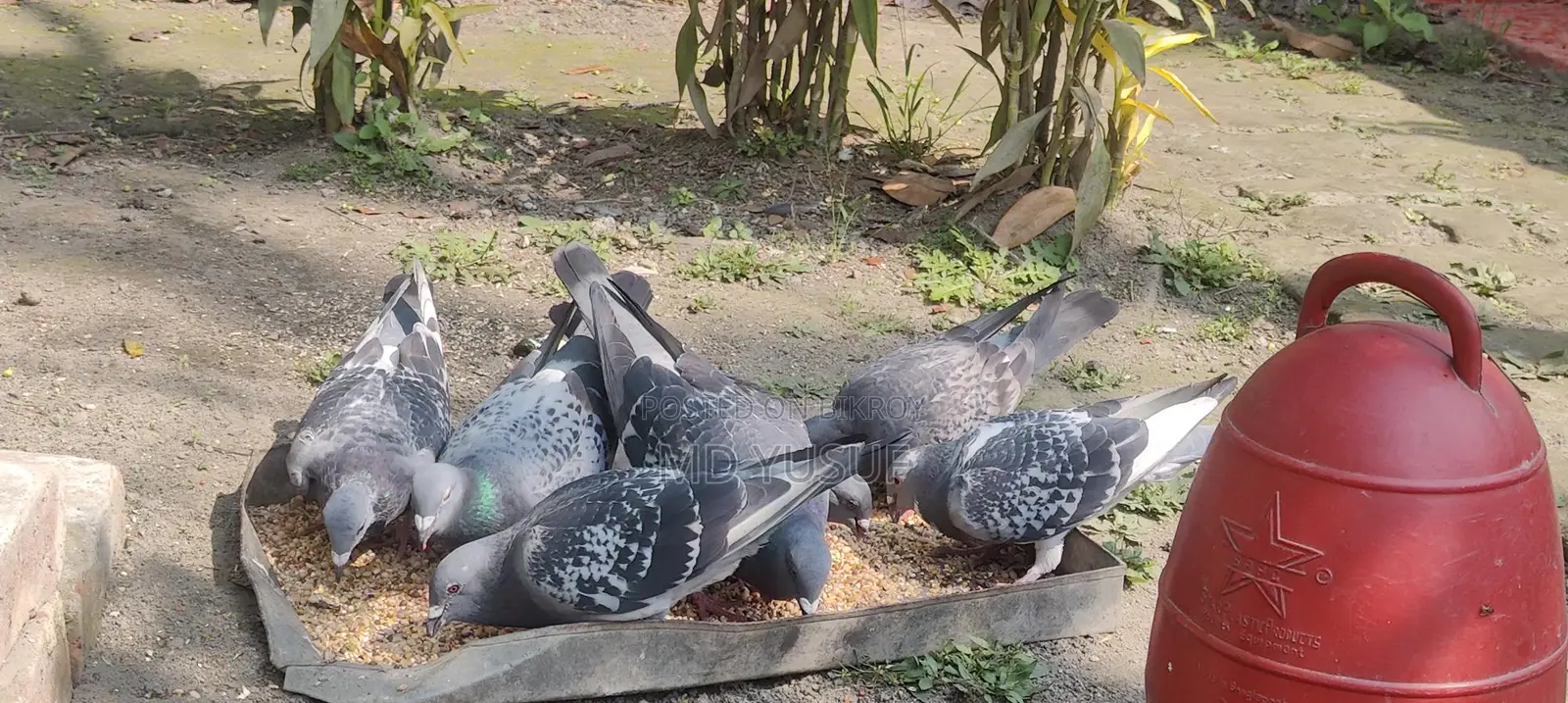 রেসার কবুতর