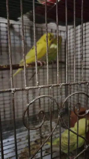 বাজরিগার পাখি