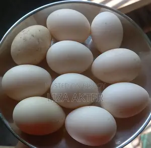 বাচ্চা ফুটানোর জন্য চিনা হাঁসের বীজ ডিম