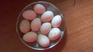 বাচ্চা ফুটানোর জন্য চিনা হাঁসের বীজ ডিম