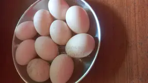 বাচ্চা ফুটানোর জন্য চিনা হাঁসের বীজ ডিম