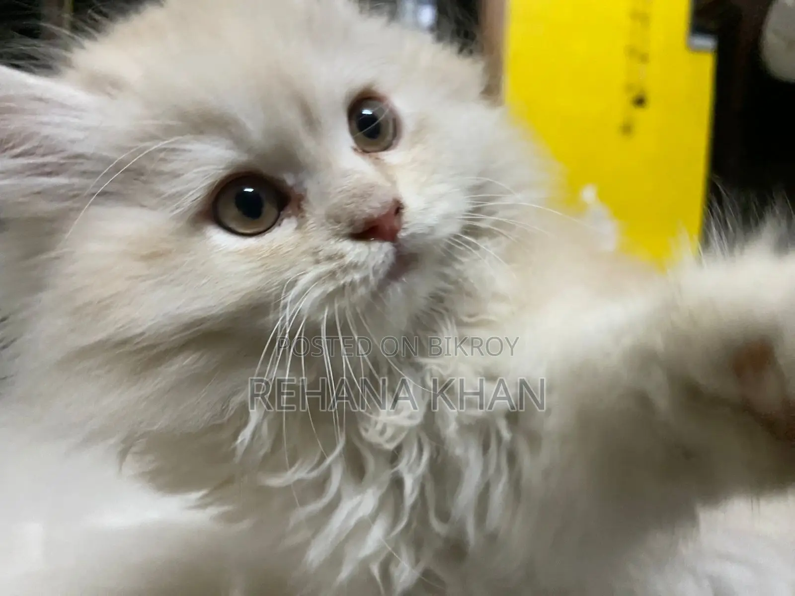 Pure Persian Cat for Sale