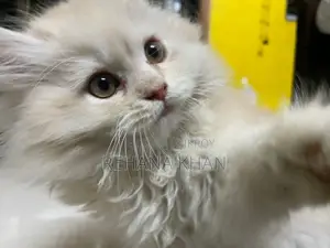 Pure Persian Cat For Sale