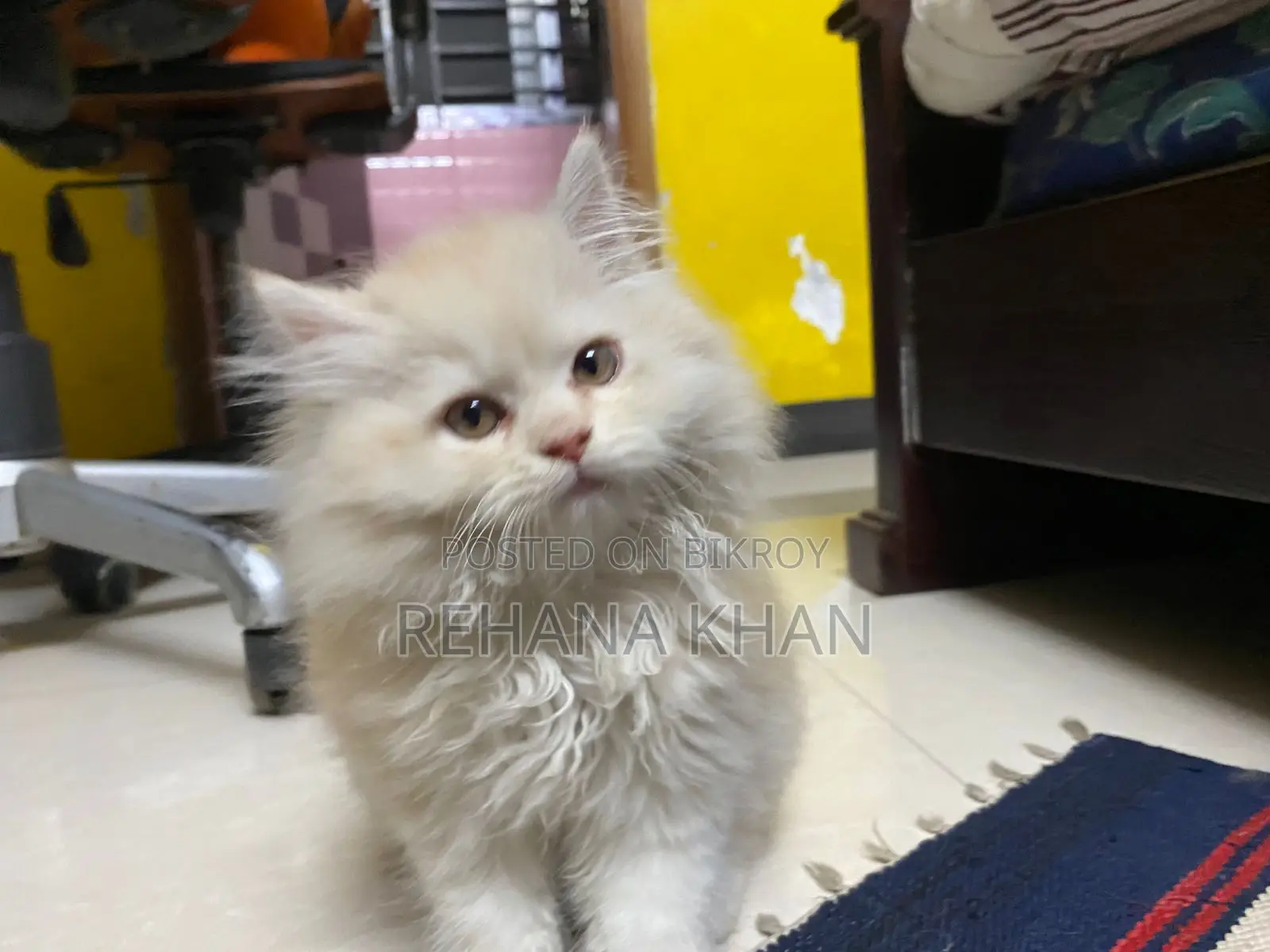 Pure Persian Cat for Sale