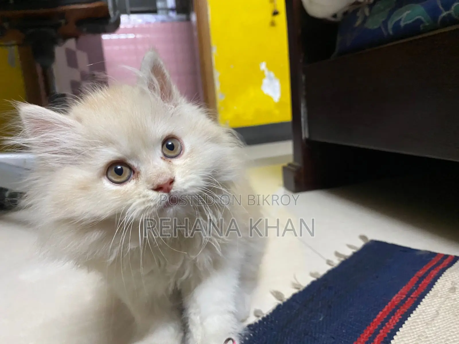 Pure Persian Cat for Sale