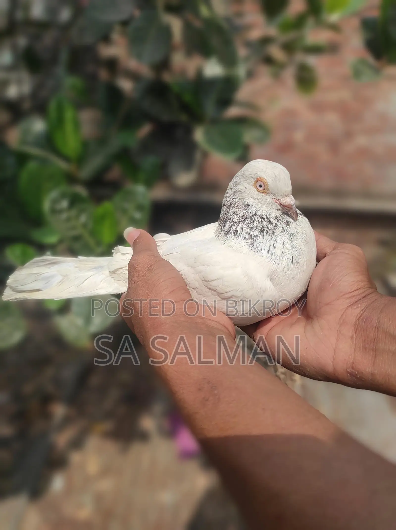 Bird for sale
