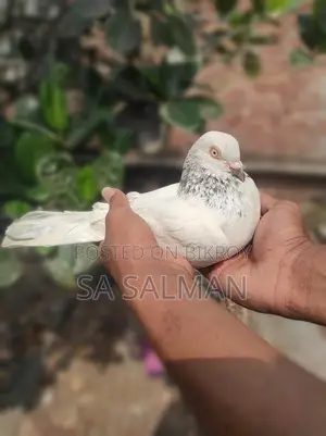 Bird for sale