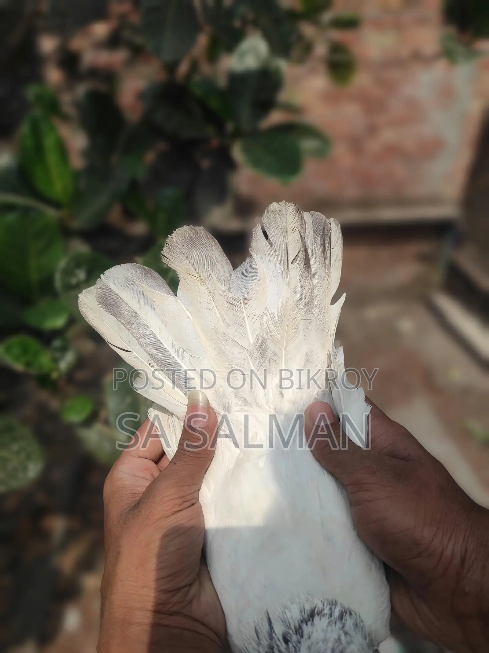 Bird for sale